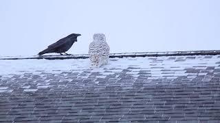 Owl & Raven