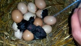 Вылупление цыплят наседкой...от А до Я Hatching of chickens by brood hen ... from A to Z