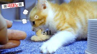 먹는 거 뺏었더니 성질 폭발한 아기고양이 (엄청 사납네요 ㅎㄷㄷ)
