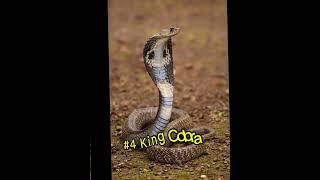 Top 5 dangerous Snakes    | | #animals #snake #top #vlog #shortvideos #information