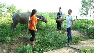 The husband returned after 1 year / unexpectedly discovered traces of the buffalo -Lý Thị Ngoan