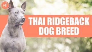 Thai Ridgeback Dog: A Complete Guide to This Ancient Dog Breed