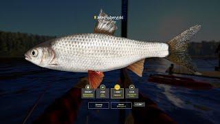 Russian Fishing 4 Siberian Dace Trophy - Tunguska River