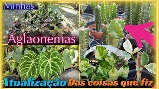 muitas aglaonemas - atualização das experiências que fiz nas plantas - será que deu certo???