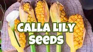 Calla Lily Seed Pods - Saving Calla Lily Seeds