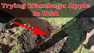 Experimenting Wambugu Apple Plant In America || Will It Survive?