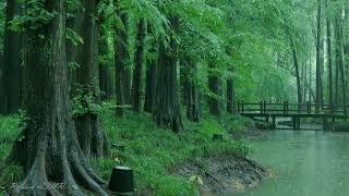 Rain in the forest path（7）, sleep, relax, meditate, study, work, ASMR