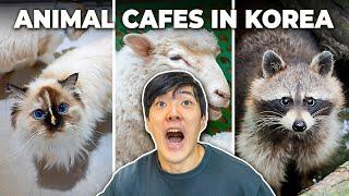 I Went To Animal Cafes in Korea