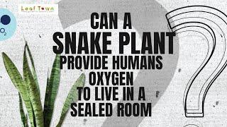 Can a snake plant provide humans oxygen to live in a sealed room? Explainer Video | Leaf Town