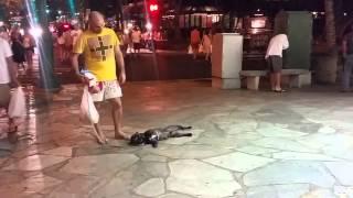 Lazy Dog Plays Dead to Avoid Walking in Public!