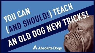 You Can And Should Teach An Old Dog New Tricks