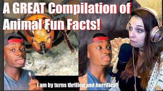 *A GREAT compilation of fun facts!* What Happened to the Murder Hornets & Why Cows Eat Snakes