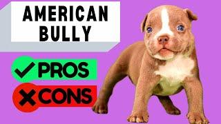 American Bully Pros and Cons / Should You Get One?