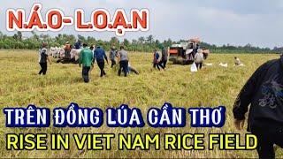 N.Á.O L.O.Ạ.N TRÊN ĐỒNG LÚA CẦN THƠ|Giải Trí Miền Tây| RISE IN CAN THO RICE FIELD