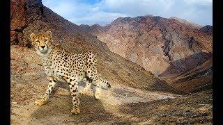 ( Iranian cheetah )  مستند «اشباح بیابان» يوزپلنگ ايراني Iran