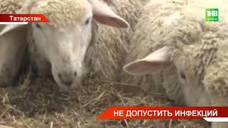 Мусульмане готовятся отметить праздник Курбан-байрам, который в этом году пройдет 16 июня