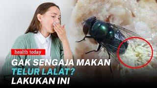 Bahaya Telur Lalat di Makanan Jika Tertelan, Bisa Berkembang dalam Tubuh? | Health Today #96
