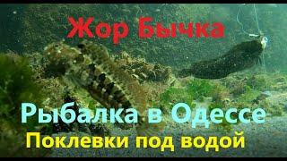 Рыбалка в Одессе. Жор бычка. Поклевки под водой