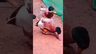 Cute duck is mating 