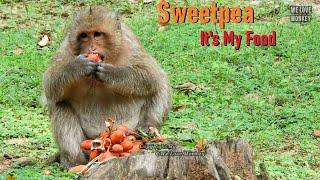 Oh...Fatty Boy Monkey Sweetpea Eating So Fast Cuz Scares of His Friends Comes to Grab This Fruit