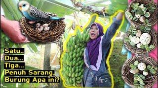 MENGEJUTKAN BIKIN SHOCK - PANEN PENUH SARANG [SURPRISINGLY SHOCKING - HARVEST FULL OF NEST]