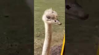 Hand feeding an ostrich 