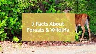 7 Facts About Forests and Wildlife