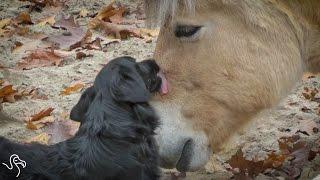 Horses Licking Dogs