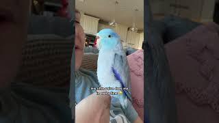 He is a baaaaby bird good job  #talkingparrot #birds #parrot #parrotlet