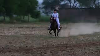 horse galloping full speed