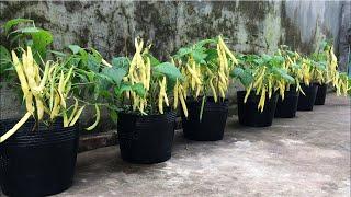 How to grow yellow beans in pots at home | easy for beginners