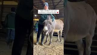 How To Befriend A Donkey