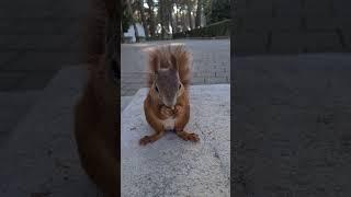 Tree squirrel Ginger eating walnut, Sciurus Vulgaris, #shorts