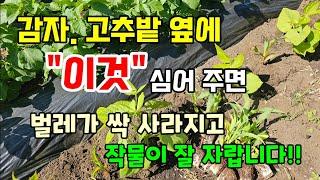 감자. 고추밭 옆에 이것 심어주면 진딧물이 싹 사라지고 작물이 잘 자랍니다 #텃밭농사 #봄에심는작물