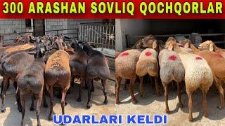 ASADULOGA 300 BOSH ARASHAN BOGOZ SOVLIQ VA QOZI QOCHQORLAR KELDI