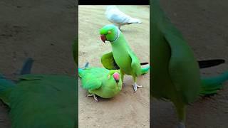 Parrot Jora Ringneck Show Male Female #shorts #fantasticparrot