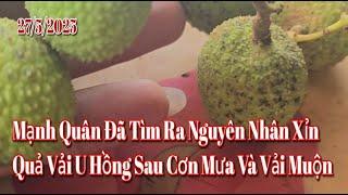 Đã Tìm Ra Nguyên Nhân Gây Hại Hàng Loạt Vườn Vải U Hồng Bắc Giang Bị Xỉn Mầu