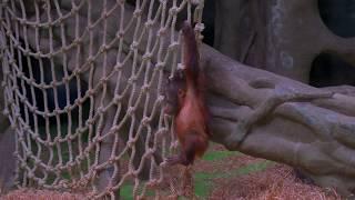 Little orangutan baby and mom ) 4k HDR