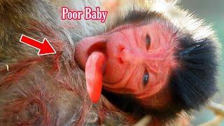 Cute Newborn Monkey’s Cry Shows Its Need for Milk