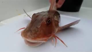 WEIRDEST FISH EVER!!!