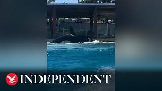 SeaWorld: Orca has chunks torn from body as tank mates unleash attack