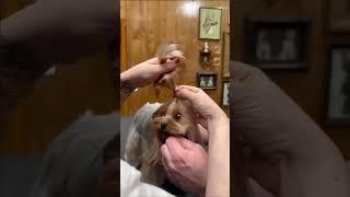 Watch me transform Martini the Yorkie icon  #dogtransformation #doggroomingtips #jessronagrooming