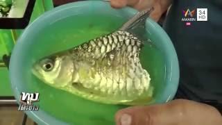 Menakjubkan.. ikan dengan separuh badan. tapi masih bernyawa