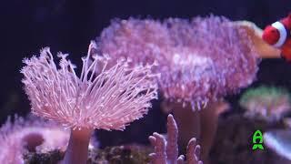 Reefs.com Tank show off : King Tide Corals' Lagoon soft coral paradise tank