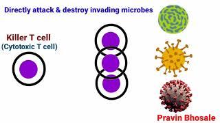 Cells of Immunity | Pravin Bhosale