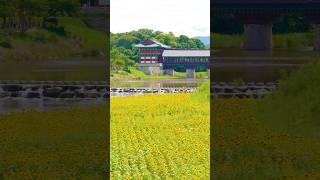 월정교와 해바라기가 만나면? 이런느낌!!