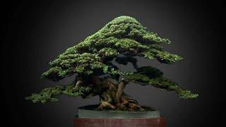 inspirasi Bonsai Santigi juara