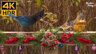 Christmas Cat TV Beautiful Birds and Squirrels in the Holiday Season - 8 Hours(4K HDR)