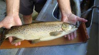How to Fillet Brown Trout - Kadandy Cottage Lake Brunner New Zealand