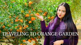 Orange Garden in Bangladesh, Jhenaidah District (Moheshpur upazila) || Taiba Sithe ||